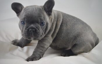 Beautiful French Bulldog puppies for adoption