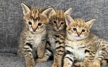 Serval mačke dostupne