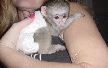 Prodaju Se Dobro Dresirane Bebe Kapucin Majmuna