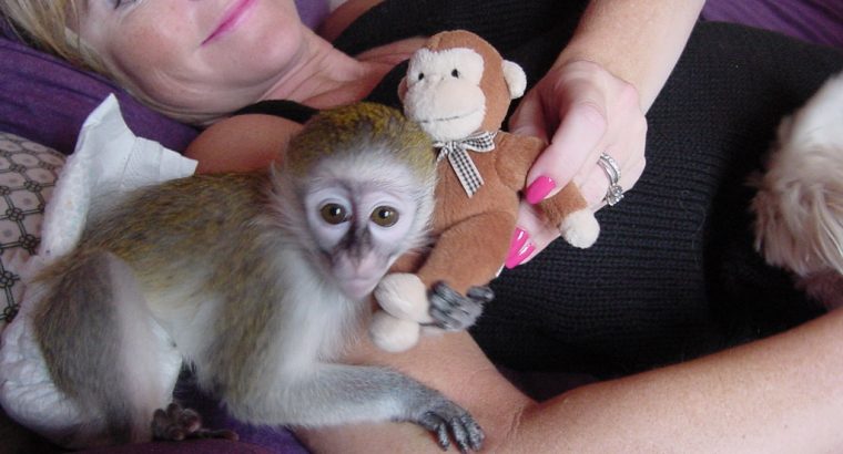 Prodaju Se Dobro Dresirane Bebe Kapucin Majmuna