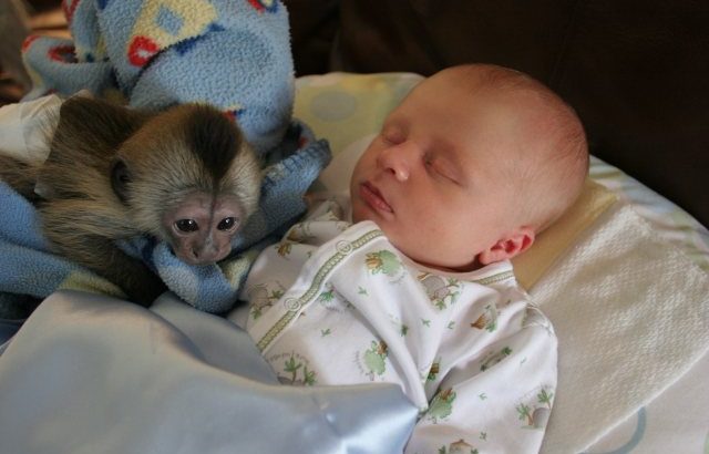 Slatke bebe majmuna kapucina