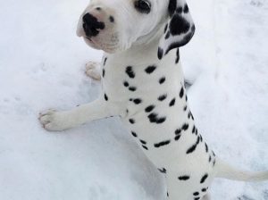 Dalmatians puppies available for sale male and female