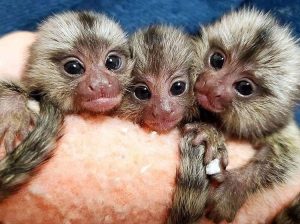 Prodajem bebe marmozet majmuna
