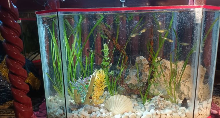 Akvarij šesterokutni sa ribicama