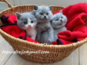 4 cute kittens for sale, can be with you right away