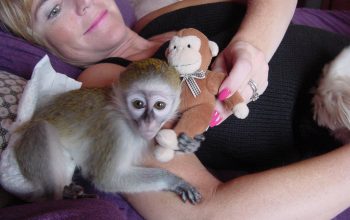 Majmuni kapucini na prodaju