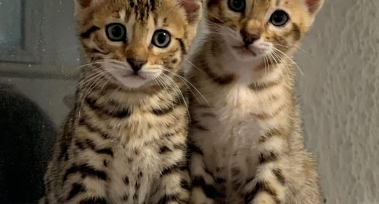 Beautiful Bengal kitten Gccf registered